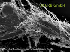 REM-Bild Chrysotil-Asbest in Dichtmasse | © CRB Analyse Service GmbH